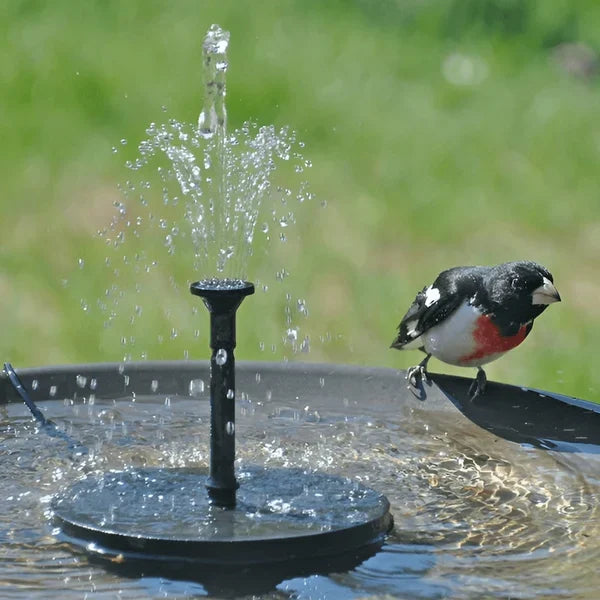 Fugl ved fuglebad med solcellefonten