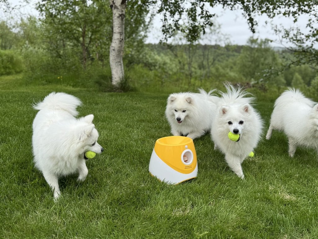Automatisk ballkaster til hund – bilde 2