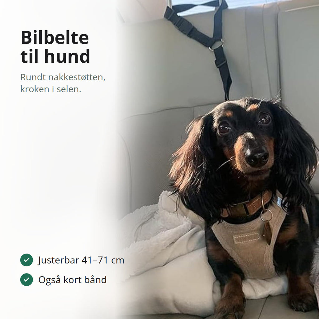 Liten langhåret hund med sele som sitter i baksetet, festet med en svart stropp til nakkestøtten