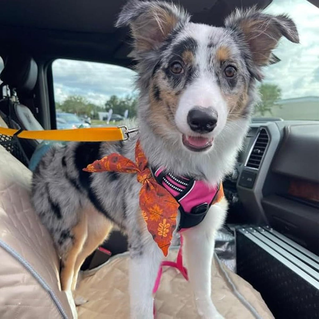 Hund med sele og tørkle som står i baksetet, festet med et oransje bilbelte