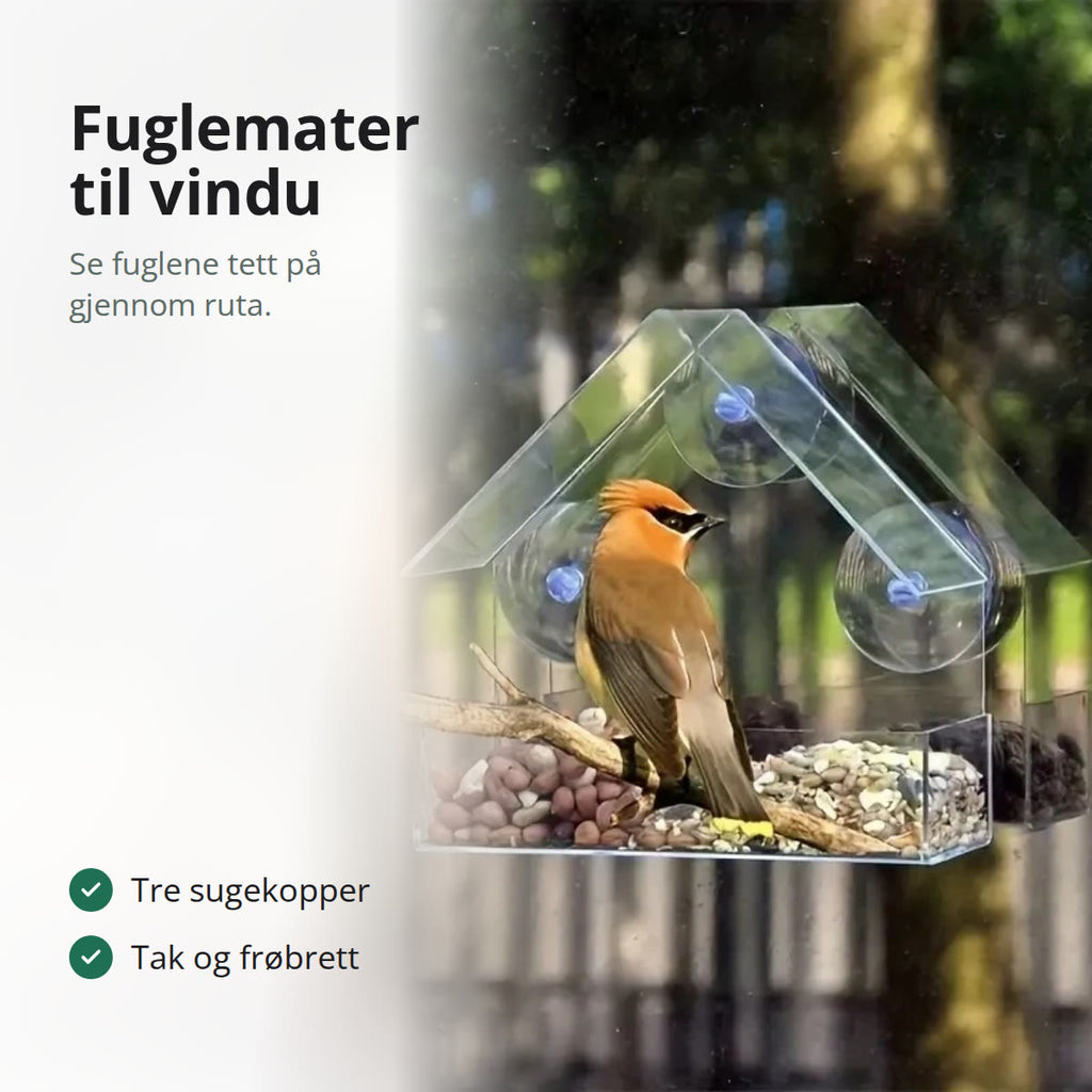 Sidensvans i en gjennomsiktig fuglemater festet på et vindu