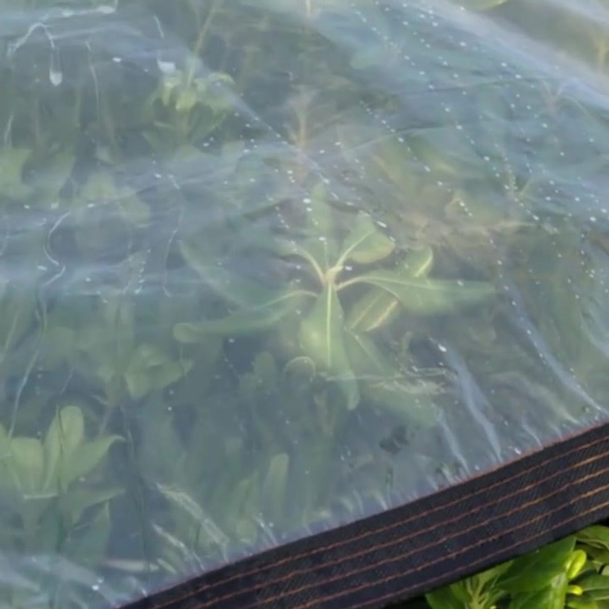 Planter sett gjennom den gjennomsiktige duken, med det svarte kantbåndet nederst