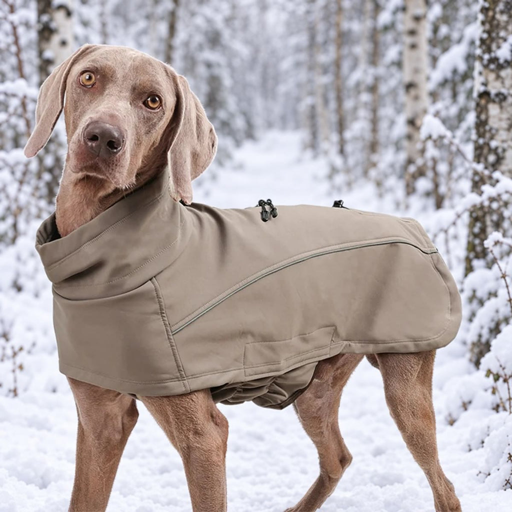 Hund i kakifarget hundedekken med høy krage på en snødekt skogsti
