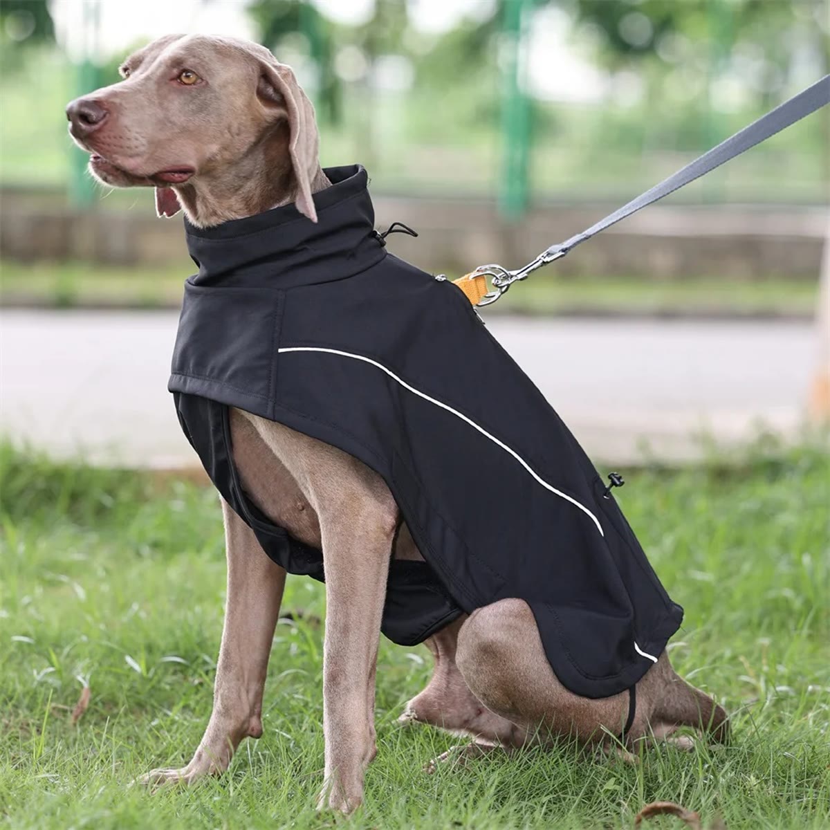 Hund i svart hundedekken med refleksbord, bånd festet gjennom åpningen på ryggen