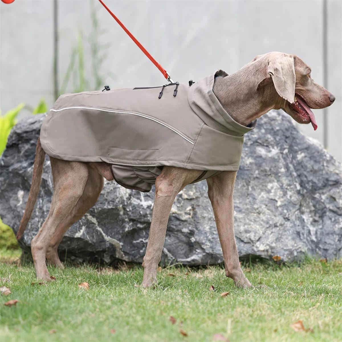 Hund i kakifarget hundedekken sett fra siden foran en stein, med refleksbord langs siden