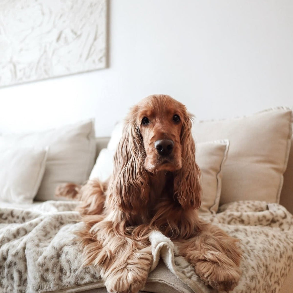 Cocker spaniel ligger på det leopardmønstrede teppet i en lys sofa