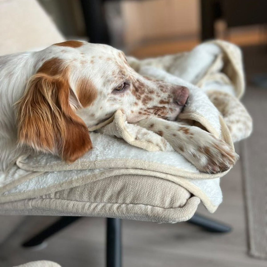 Hund ligger innsvøpt i teppet på et bilsete