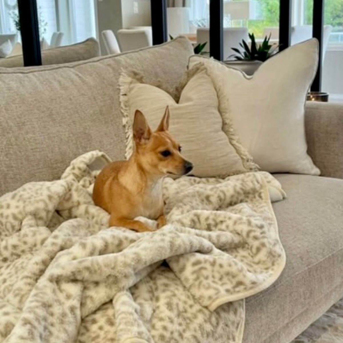 Teppet ligger utbrettet over en beige sofa med en liten hund oppå