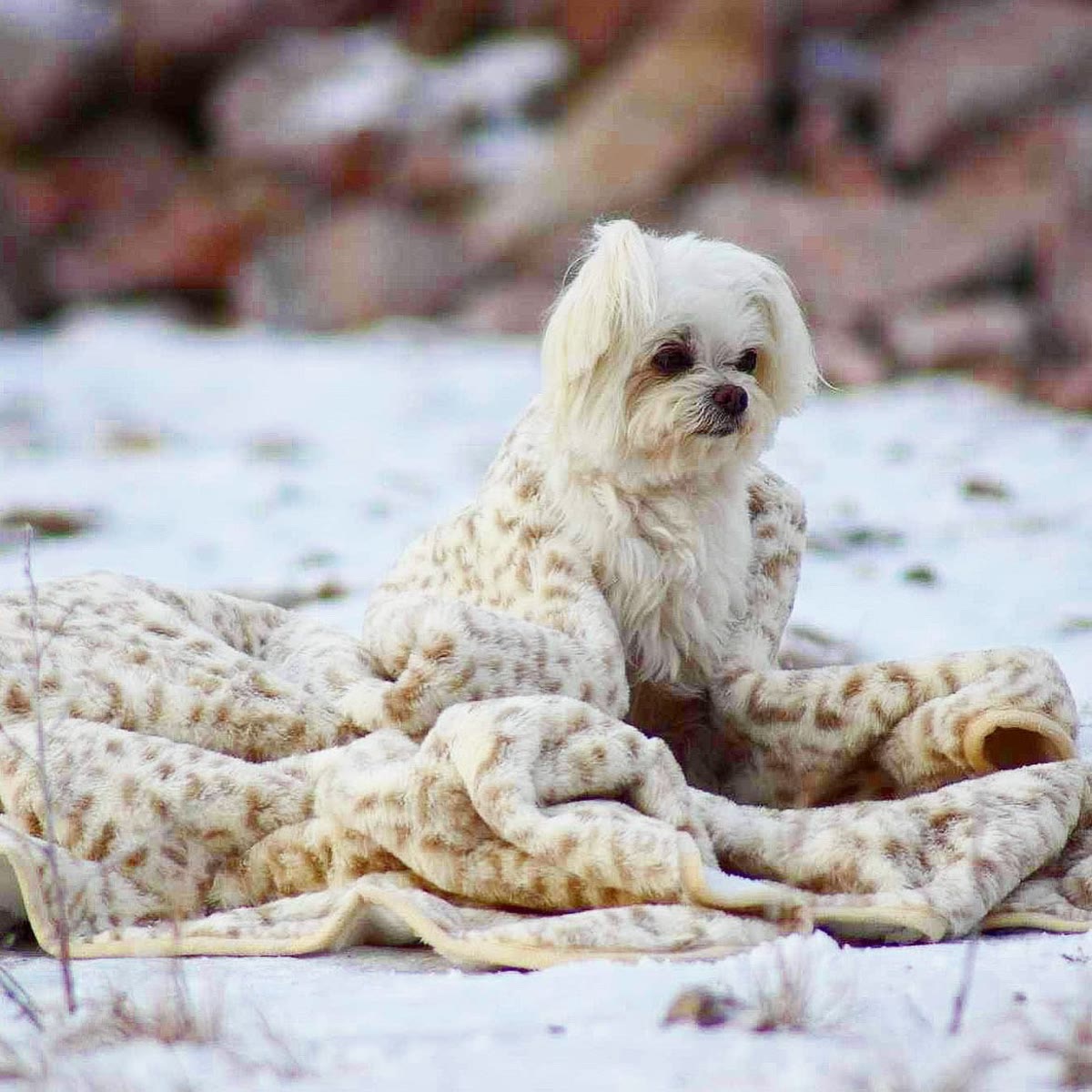 Liten hund sitter på teppet ute i snøen