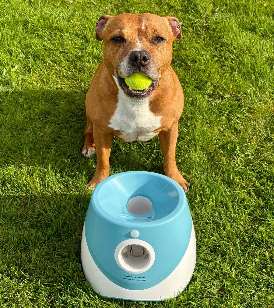 Automatisk ballkaster til hund – bilde 3