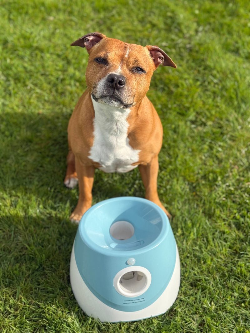 Automatisk ballkaster til hund – bilde 4