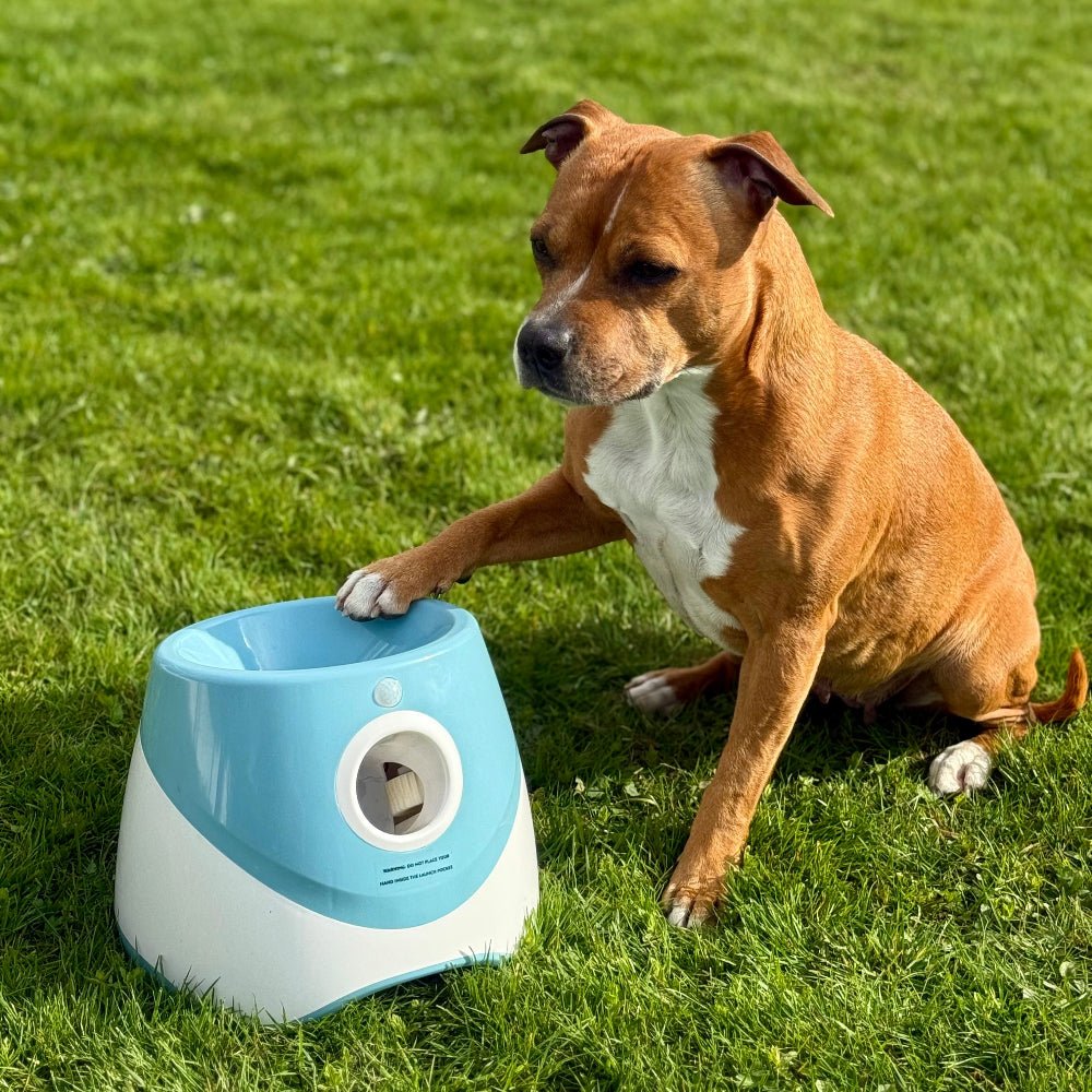 Automatisk ballkaster til hund – bilde 1