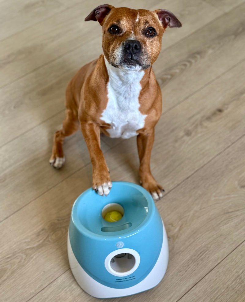 Automatisk ballkaster til hund – bilde 5