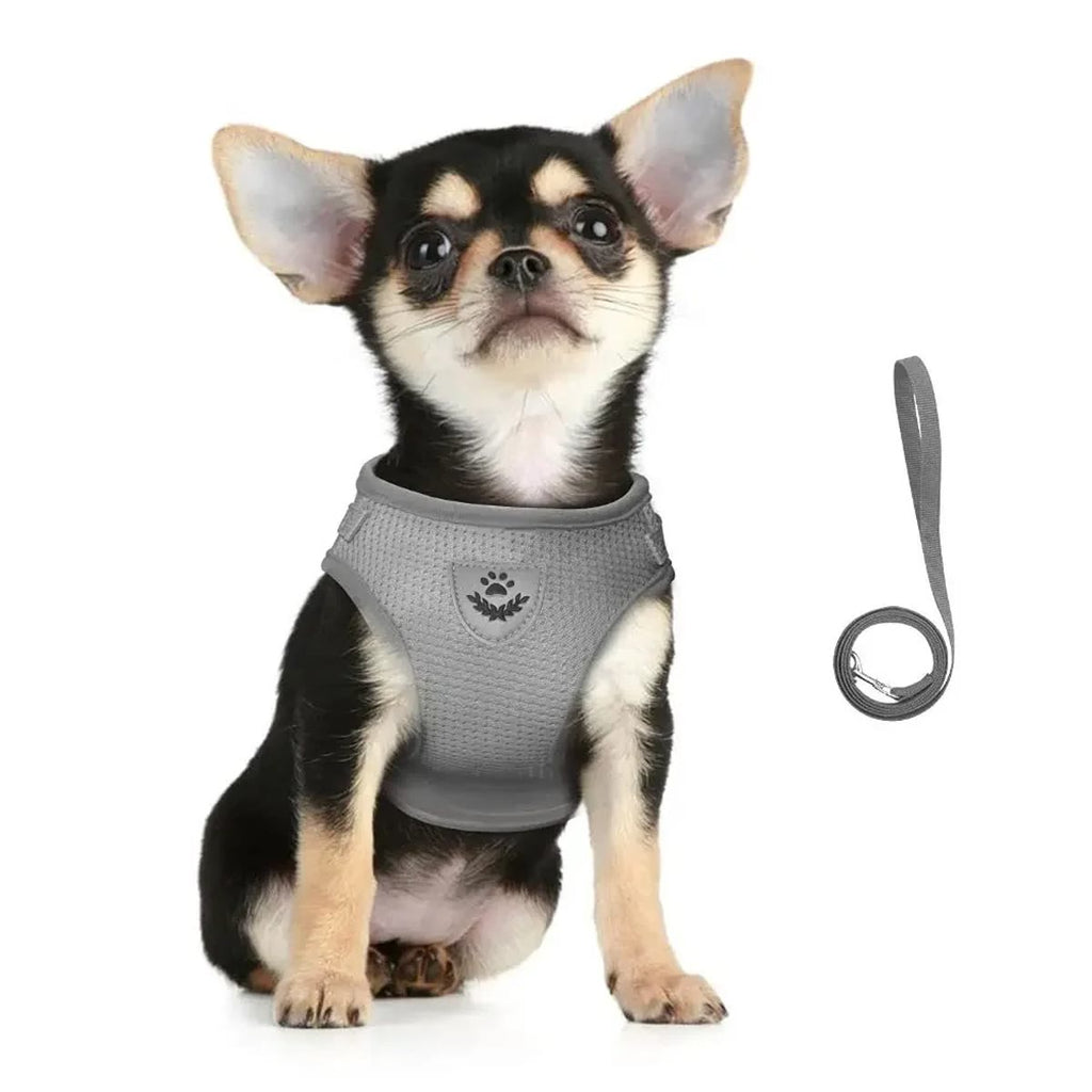 Liten chihuahua i grå vestsele med bånd ved siden av