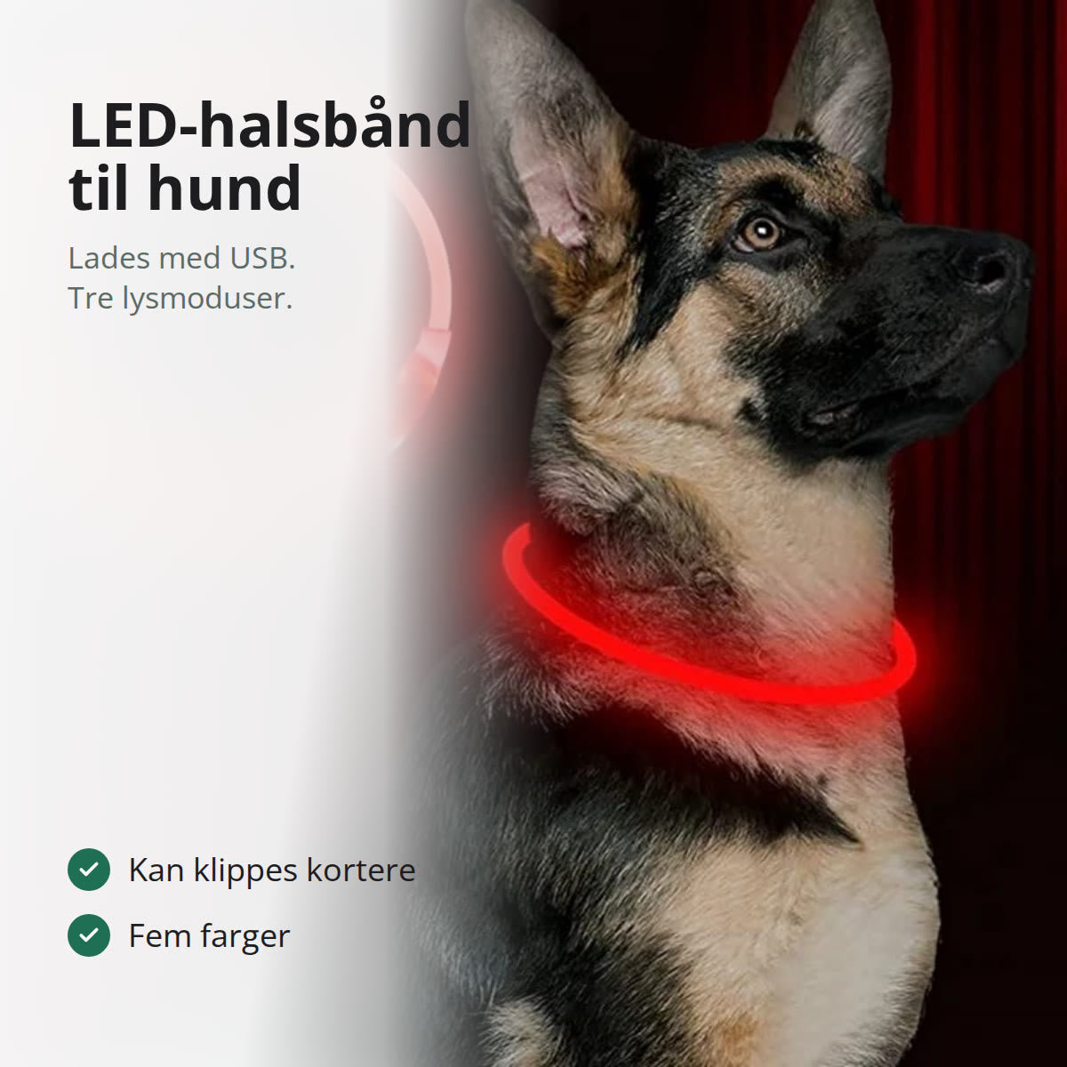 Schæferhund med rødt LED-halsbånd som lyser i mørket