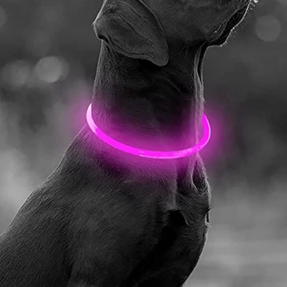 Svart hund med rosa LED-halsbånd som lyser rundt halsen
