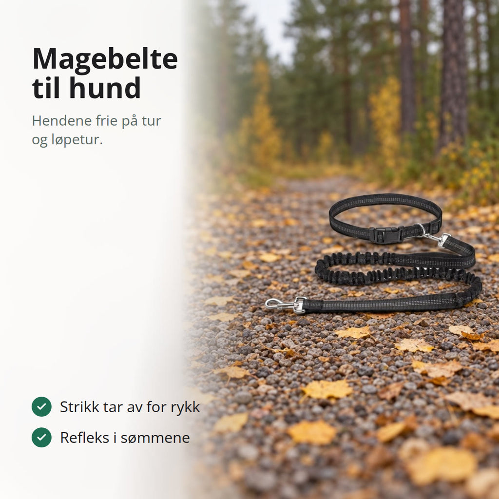 Svart magebelte til hund med strikkbånd og karabinkrok på en grussti med gule høstblader