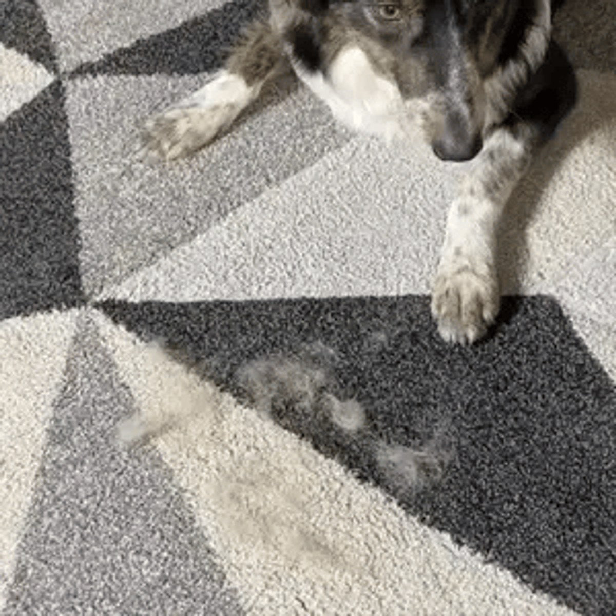 Magic Brush dyrehårfjerner – hundehår på teppet