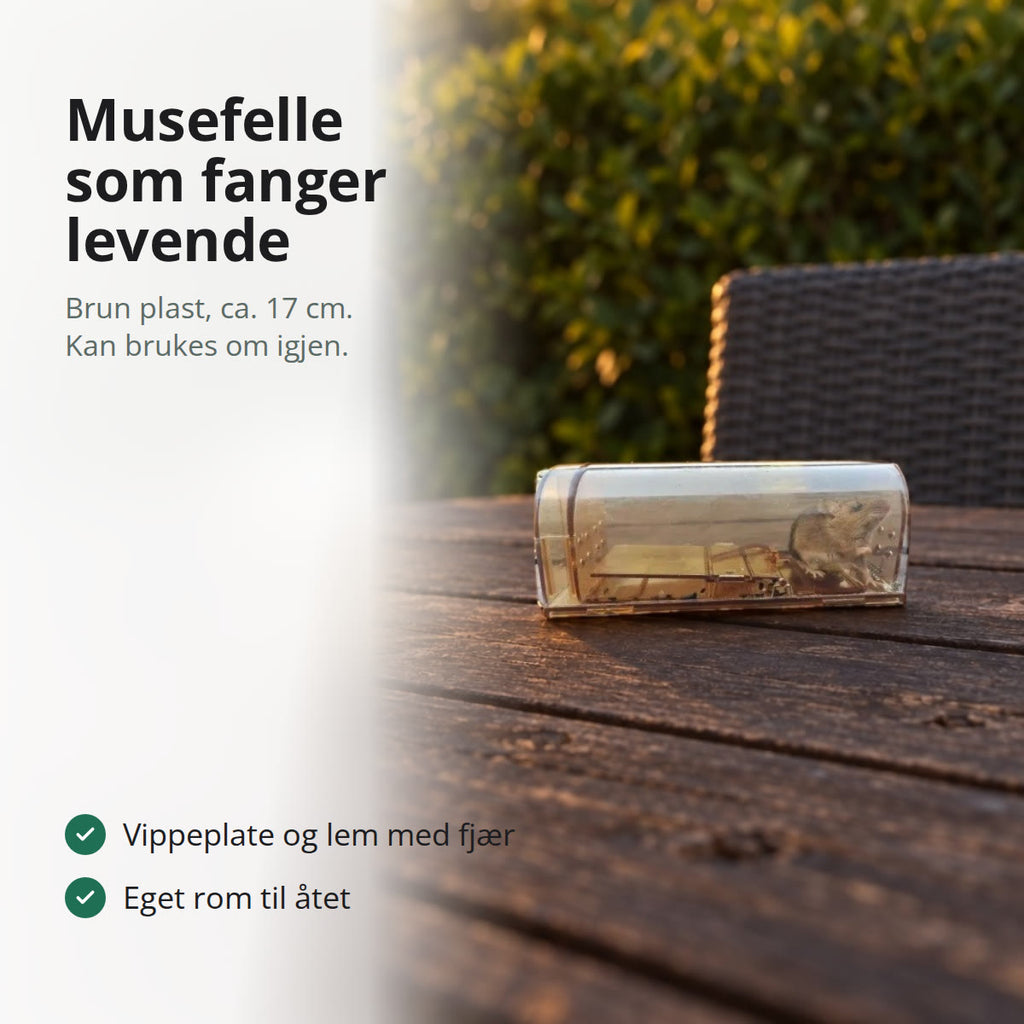 Levende musefelle i gjennomsiktig brun plast med en mus inni, på et gammelt hagebord i kveldssol