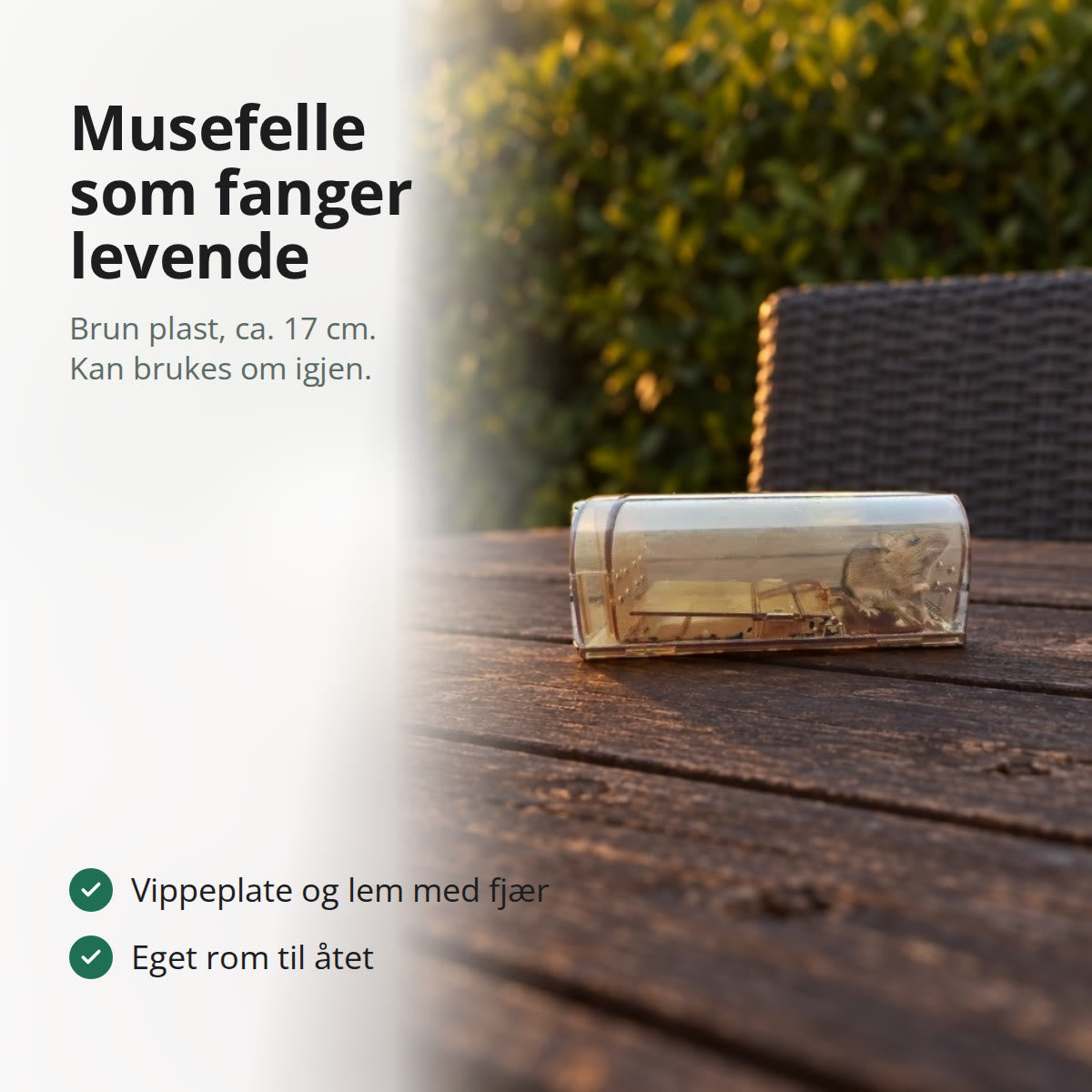 Levende musefelle i gjennomsiktig brun plast med en mus inni, på et gammelt hagebord i kveldssol