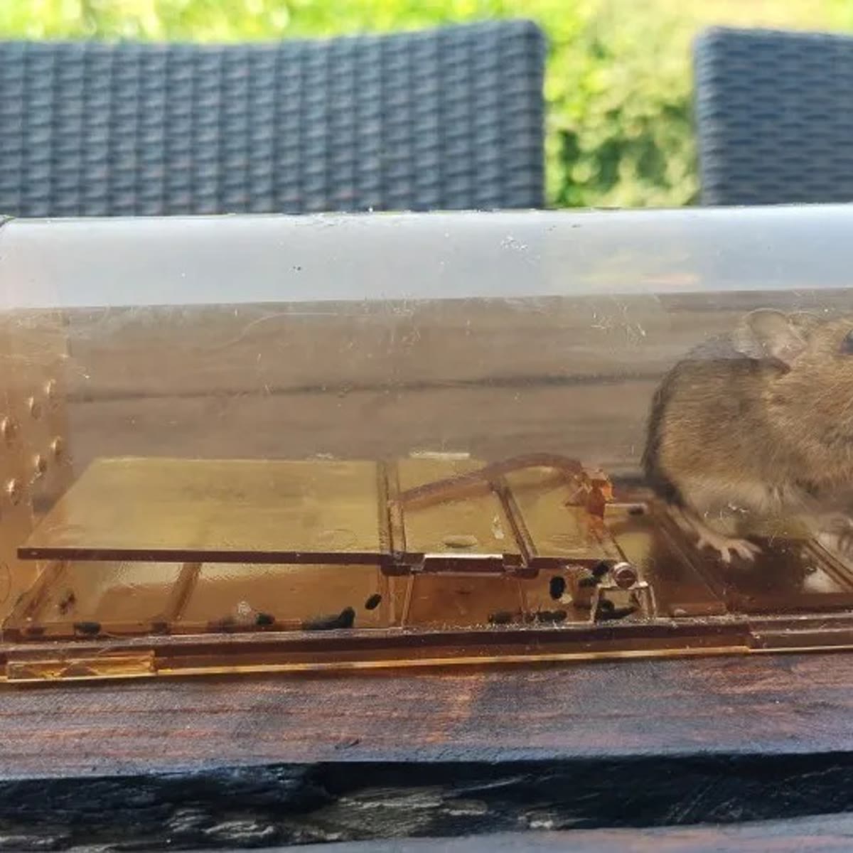 Musefella på et mørkt hagebord med en levende mus inni, sett fra siden med vippeplaten synlig