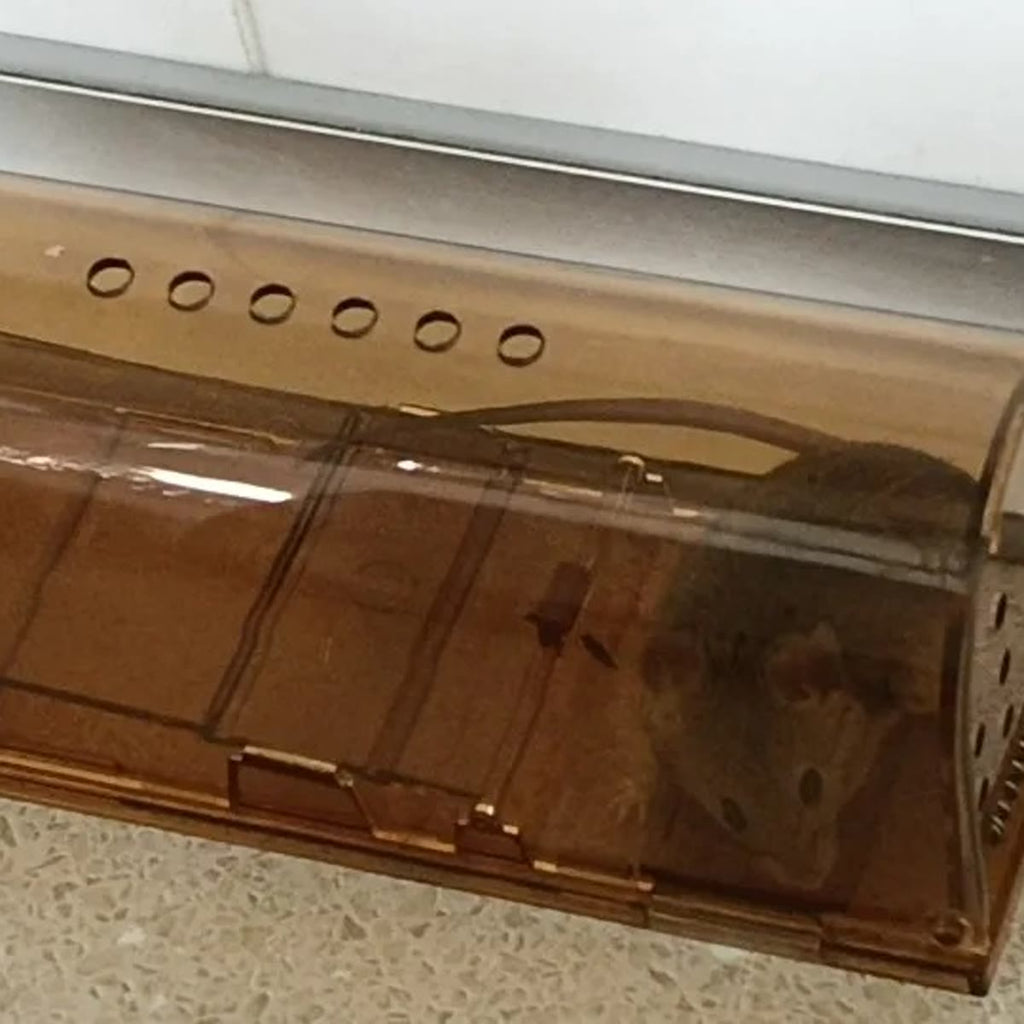 Musefella på en lys benkeplate mot en hvit vegg, med en rad luftehull på toppen og en mus innerst