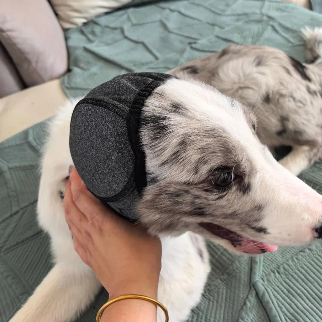 Hund med grå Hetta-ørehette ligger på en seng mens eieren klapper den
