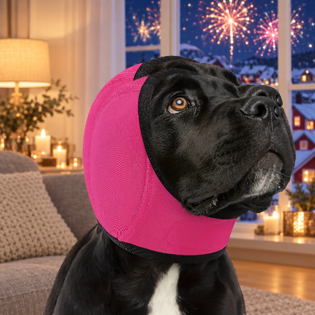 Svart hund med cerise Hetta-ørehette i stua på nyttårsaften