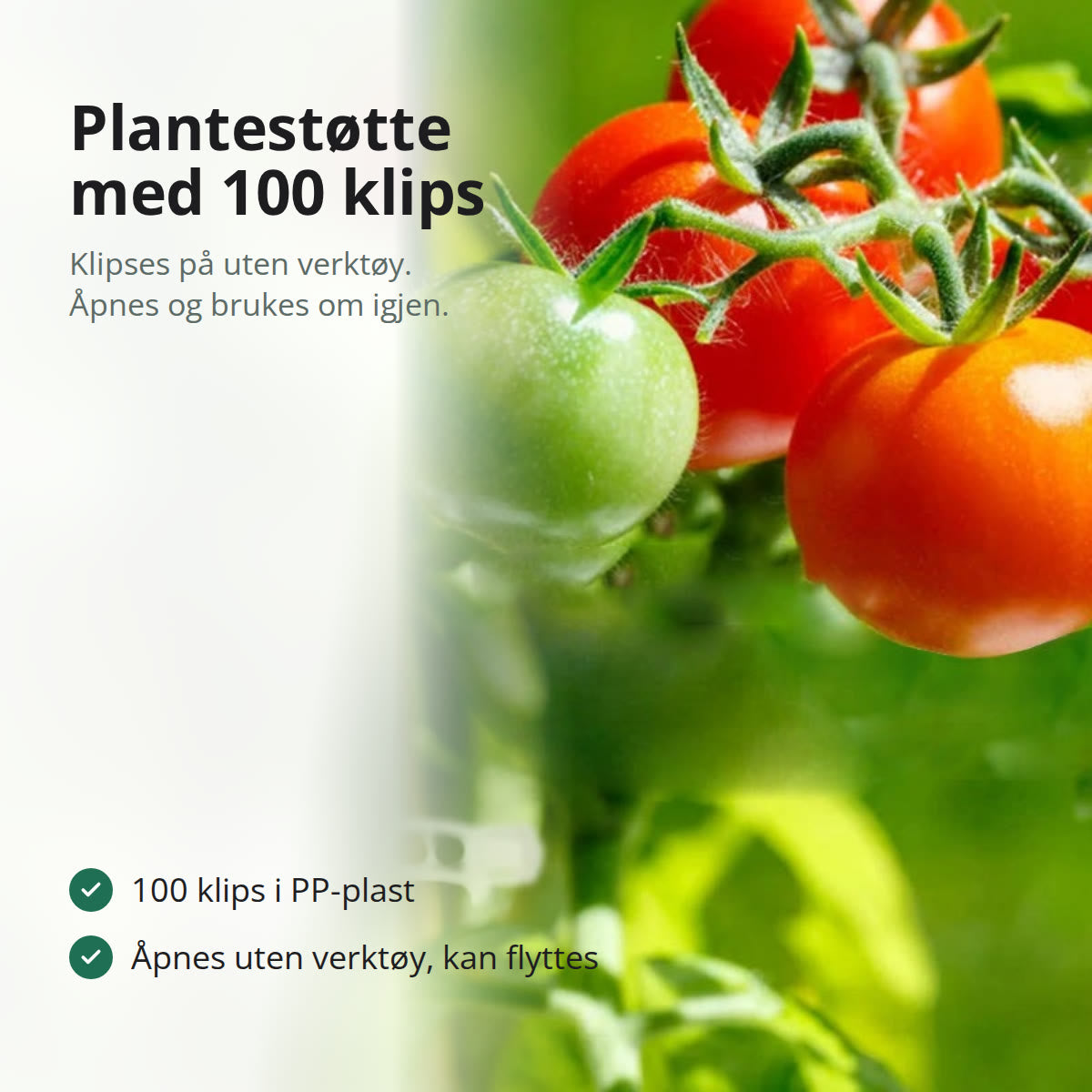 Hvit planteklips i plast som holder en tomatstilk mot en stokk i hagen