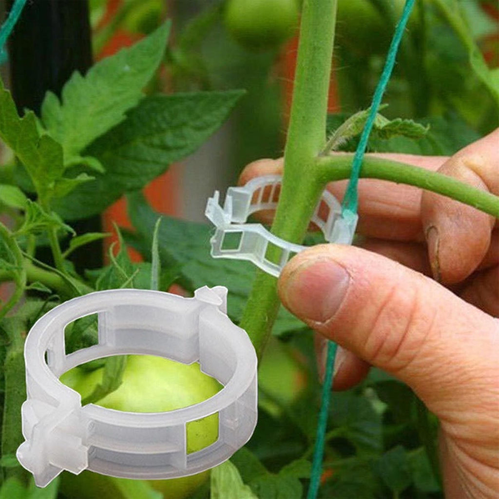 Hånd fester en hvit klips rundt en tomatstilk og en oppbindingssnor