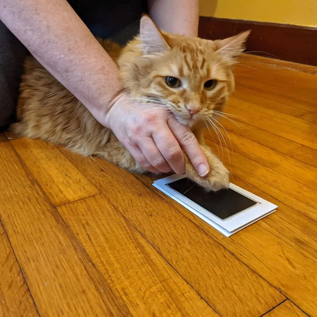 Katt som får poten presset mot stempelputen på et tregulv