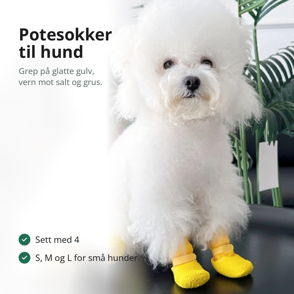 Liten hvit hund som sitter med gule potesokker på alle fire potene