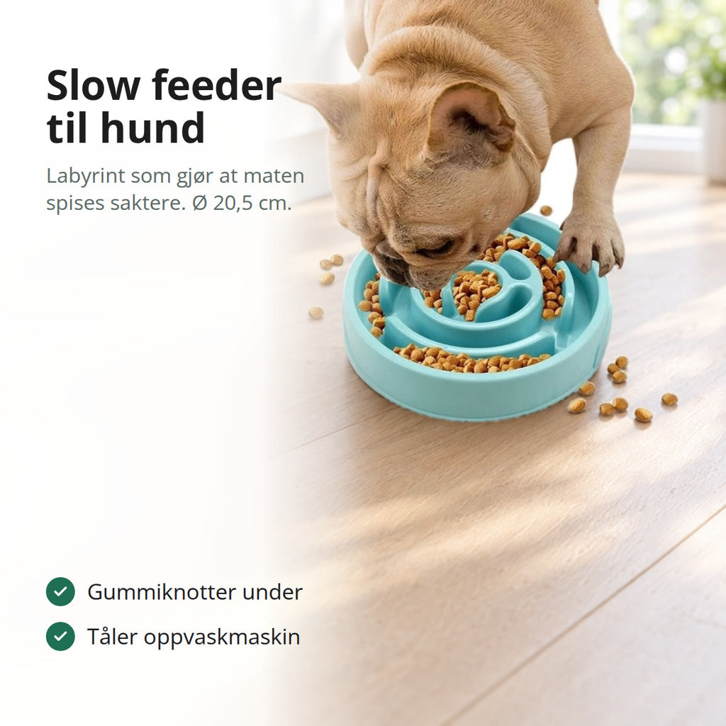 Fransk bulldog som spiser tørrfôr fra en turkis slow feeder med labyrint på et kjøkkengulv