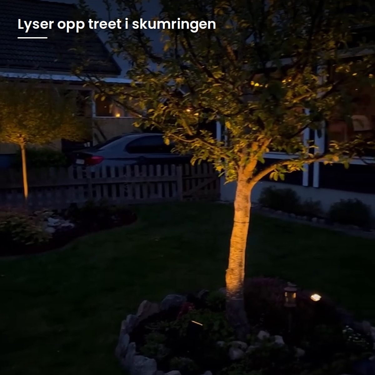 Spotlighten lyser opp et tre i forhagen i skumringen