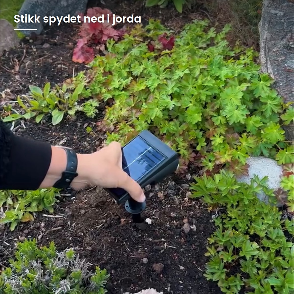 Spydet stikkes ned i jorda i blomsterbedet