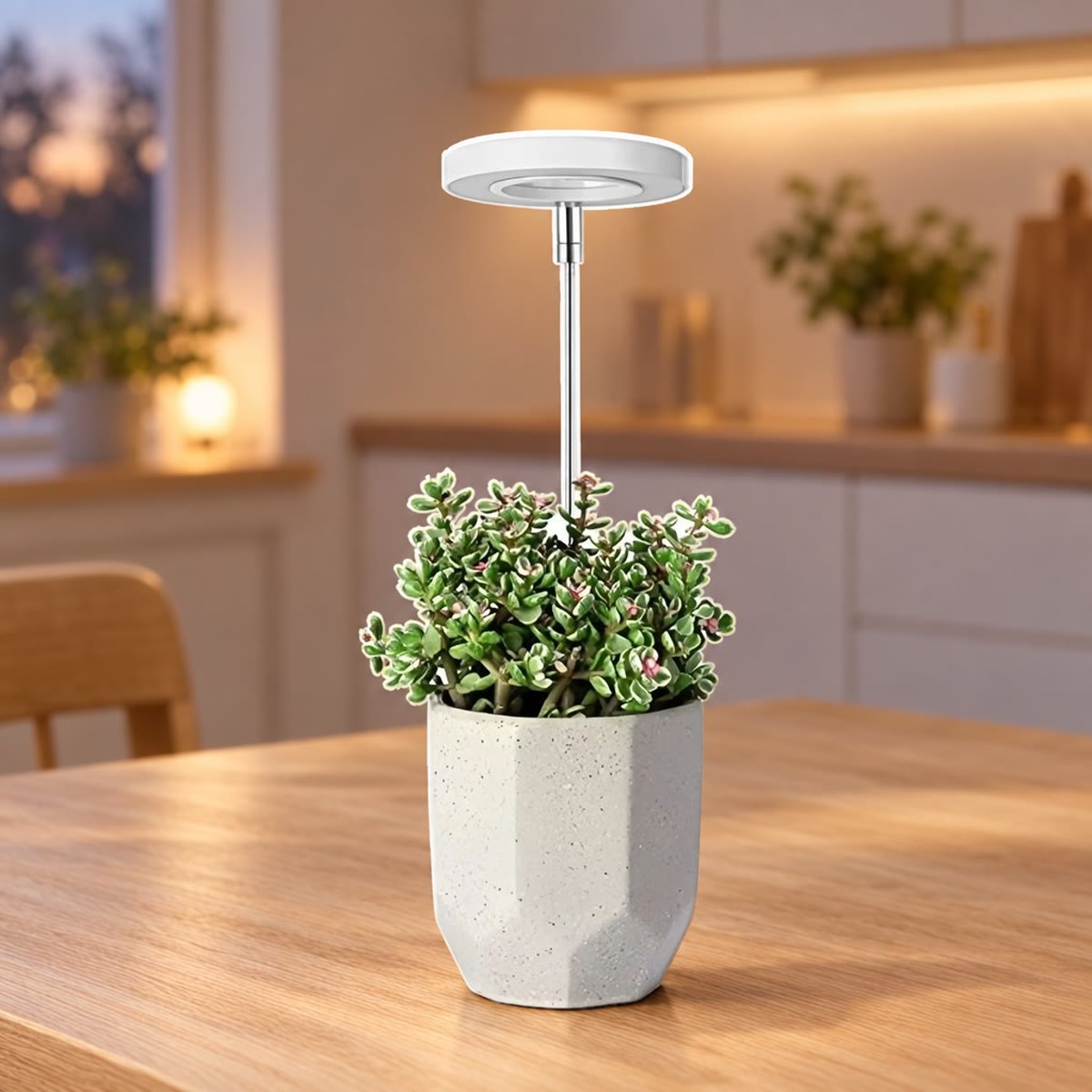 Vekstlys med LED-ring over en potteplante på et kjøkkenbord om kvelden